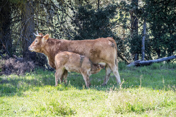 cows and young cows of white and brown colors eating in nature
