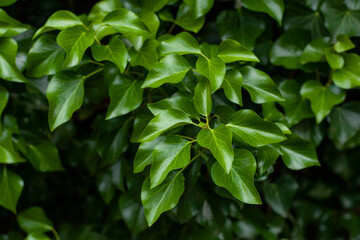 Fototapeta na wymiar Hedera colchica plant fresh green leaves closeup