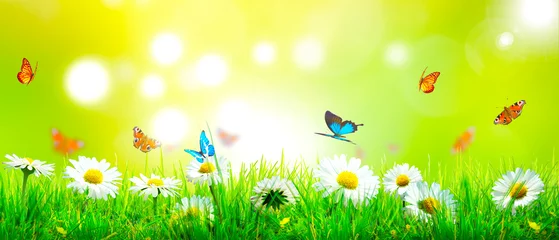 Wall murals Yellow Beautiful nature view of butterfly on blurred background in garden.