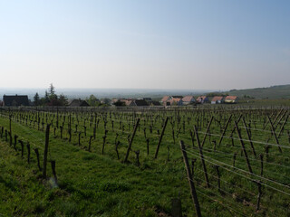 Fototapeta na wymiar Waagrechtes Weinanbaugebiet unterhalb der Hohkönigsburg (Haut Koenigsbourgh) bei Orschwiller im Elsass