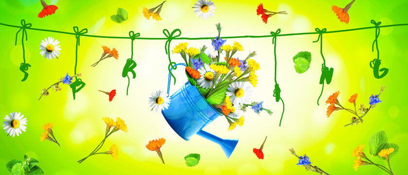 Colorful wild flower bouquet in a watering can. Concept of spring and gardening.