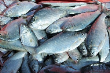 Fresh, commercially caught Bony bream (Nematalosa erebi), South Australia