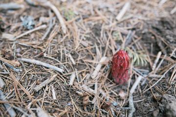 Red Snow Plant at Mariposa Grove, Yosemite National Park