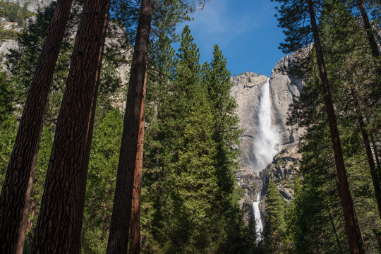 Lower Yosemite Fall and Forests, Yosemite National Park, California