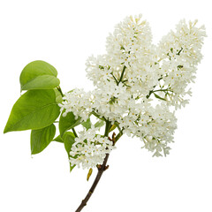 Flowers of white lilac, isolated on white background