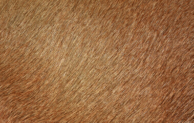 Full frame brown fur, brown deer fur for the background.