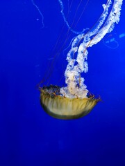 Jelly Fish Blue Background Zoo