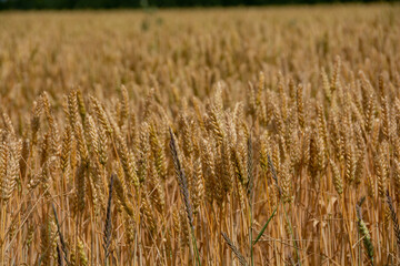 収穫前のムギ畑
