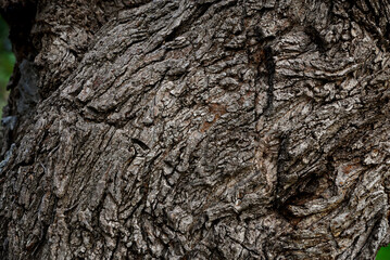 Texture of tree trunk as background, closeup view