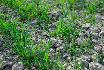 Naklejka na ściany i meble Clay soil field with lush green grass