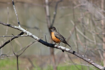 American robin perched on a tree