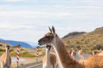 Obraz premium Guanaco