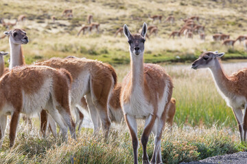 Guanaco