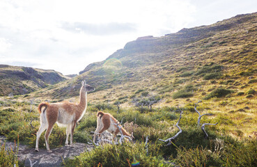 Guanaco