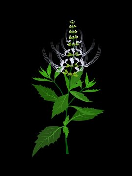 Kidney tea plant or Javanese tea, scientific name Orthosiphon aristatus, isolated on a dark background. vector illustration.