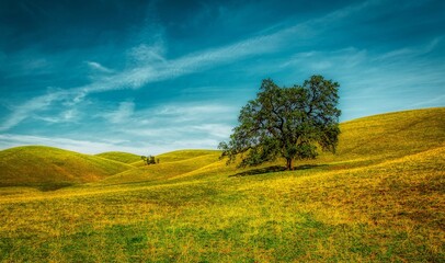 Oak tree in hilling field 