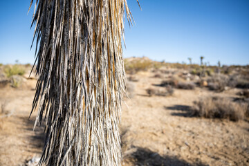 Trunk Section of Joshua Tree