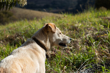 White dog looking sideways