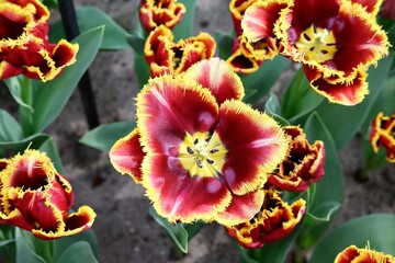 Red fringe tulips with yellow called 'Mercure', in flower bed, close up