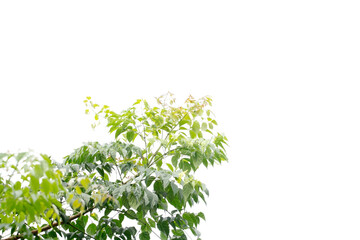 Tall trees and green leaves on a white background, gray sky on a day when the back is overcast from rain. There is no sun, overcast, shady, causing to see beautiful leaves.
