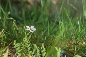 flower mountain sandwort in spring outdoors arenaria montana
