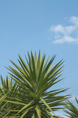 yucca palm leaves on blue sky yucca elephantipes - obrazy, fototapety, plakaty