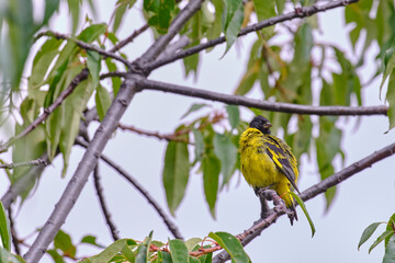 Hooded Siskin (Spinus magellanicus), beautiful specimen perched on the branches of a tree.