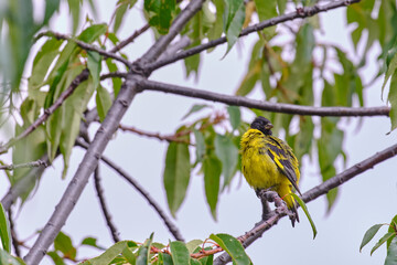 Fototapeta premium Hooded Siskin (Spinus magellanicus), beautiful specimen perched on the branches of a tree.