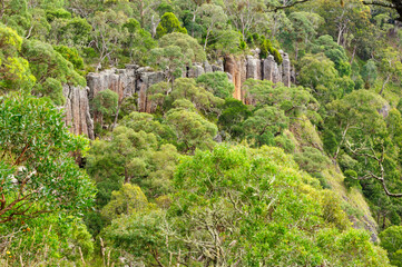 Fototapeta na wymiar Organ pipe-like rock formations near Ebor Falls - Dorrigo, NSW, Australia