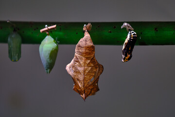 Butterfly chrysalis or pupa hanging on a branch. - obrazy, fototapety, plakaty