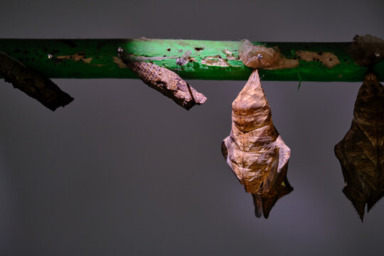 Butterfly chrysalis or pupa hanging on a branch.