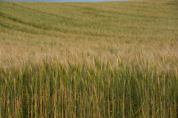 色づき始めたムギ畑
