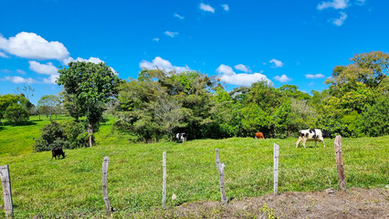 Fototapeta na wymiar Panama, Chiriqui province, mountain pastures
