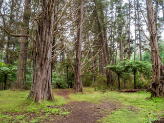 Fototapeta premium Spooky Forest