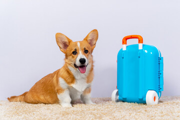 Welsh Corgi Pembroke pet with tongue out ready for vacation. Cute dog with long ears sits near toy suitcase on fluffy rug at home closeup