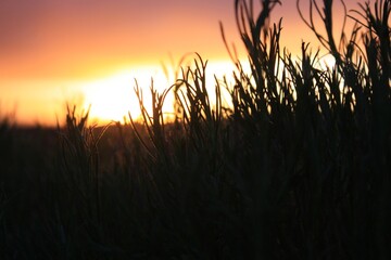 Fototapeta premium Desert Brush