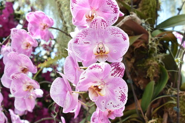 Bright Pink and White Orchids
