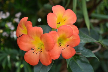 Orange Nasturtium Flowers in Full Bloom