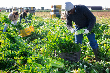 African american man with team of farm workers arranging crop of ripe celery in boxes on field....