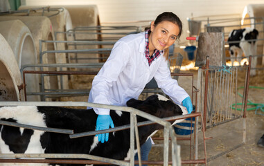 Female veterinarian checks health of small calf in the cowshed