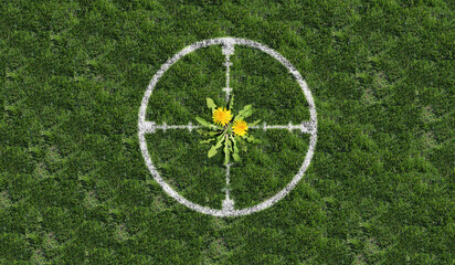 Targeting weeds and yard weed problem as dandelion flowers as an unwanted plant on green grass...