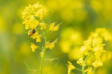 Obraz premium ミツバチ