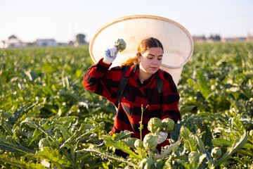 Caucasian young woman plantation worker picking ripe artichokes on vegetable field.