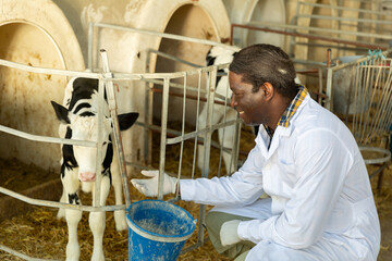 Qualified african american male veterinarian, who came to a livestock farm to cheek the cattle, examines a young calf