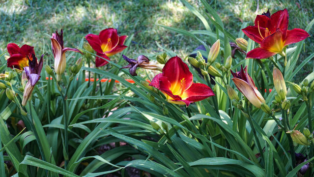 Large ruby red daylily blooms with golden yellow throats make a brilliant focal point in a green spring garden.