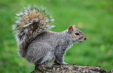 Gray squirrel poses on a tree stump in the park on a spring day.