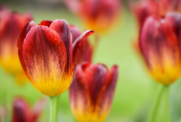 Red and yellow tulips in a garden