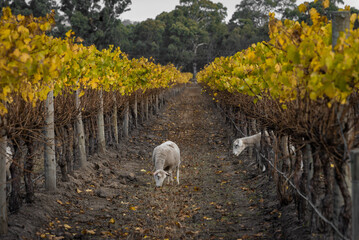 Australian Countryside Agriculture Scenery in Autumn. Sheep grazing along Grape Vines in Maclaren Vale, Wine Region of South Australia