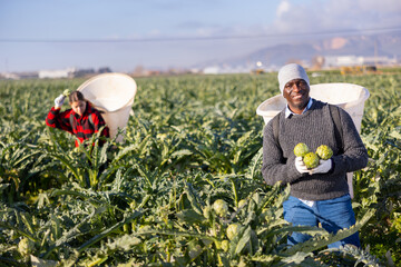 Portrait of a hardworking african american man farmer on a plantation holding newly harvested artichokes