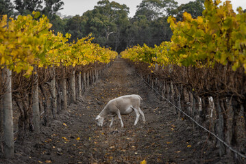 Australian Countryside Agriculture Scenery in Autumn. Sheep grazing along Grape Vines in Maclaren Vale, Wine Region of South Australia